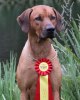 Saros BOB,CAC,CACIB