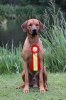 Saros at the dogshow in Ronneby