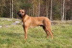 Chico