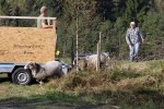 Intressant transport fordon 