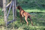 vilho