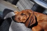DSC_0086[1]