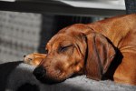 DSC_0088[1]