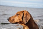 DSC_0344[1]
