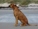 Cenna på stranden i Falsterbo