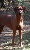 Safir November 2011