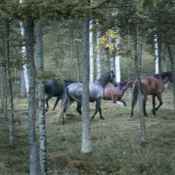 Hästar i höstregn2