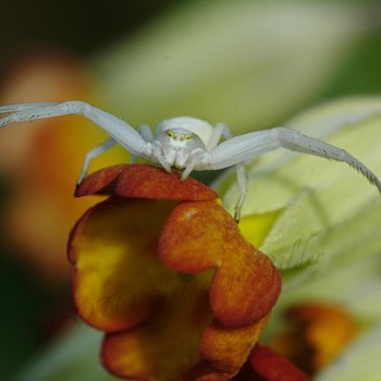 Gullviva spider