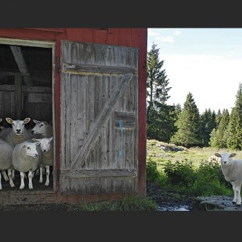 Får vid Hunne torp 018