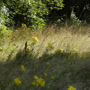 Sommaräng 0064