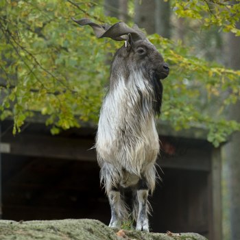 NordensArk 8693