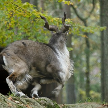 NordensArk 8696