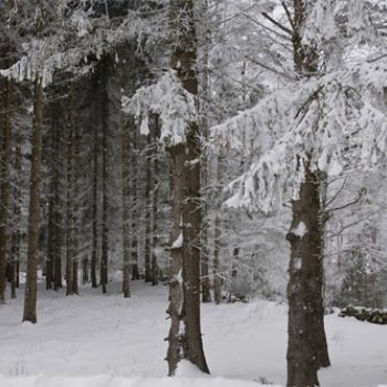 trollskog vinter 221