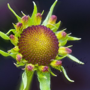 Botanisk blomma