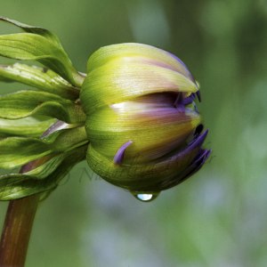 Dahlia knopp