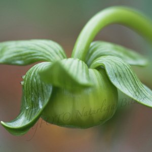 Dahliaknopp