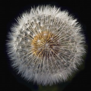 Maskrosboll 0081