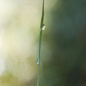 Tears 0054