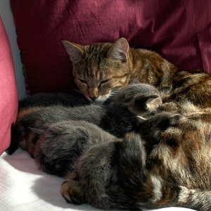kattungar3   04