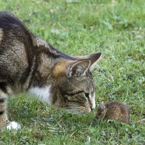 Meeting of minds