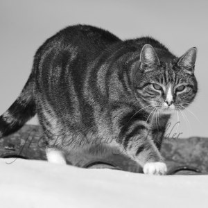 Katt på tak 5764 svv