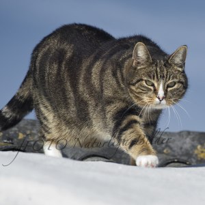 Katt på tak 5764