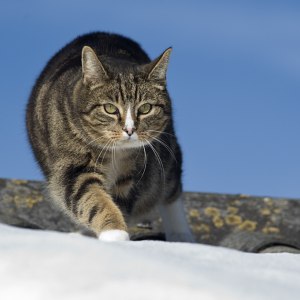 Katt på tak 5763