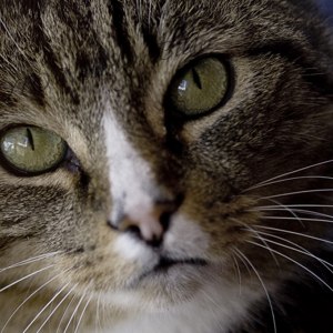 Kattporträtt  5665
