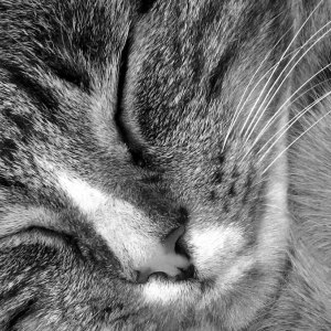 morgan sover045 svv