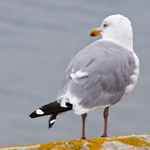 Trut på klippa 3503