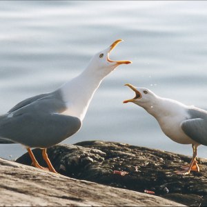 Argumentation