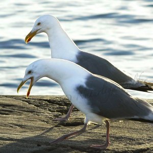 Trutar överlägger