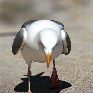 Trut grubblar