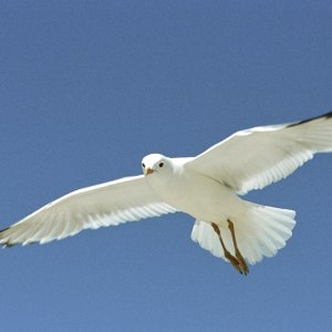 Flygande trut