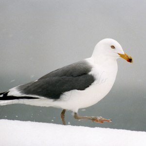Vintertrut1