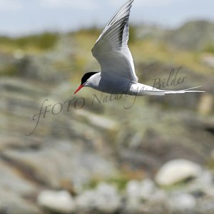 tärna flyger