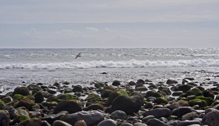 strandfågel 2972