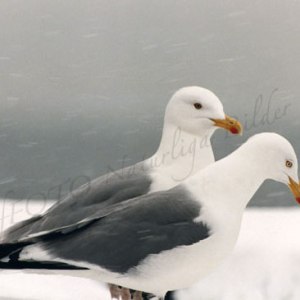 vintermåsar 4