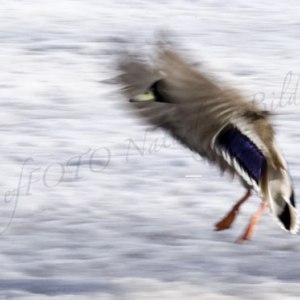 Gräsand vinter 7764
