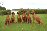familjebild