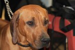 080420_vasteras_8635