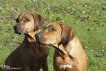 Nova & Dizan