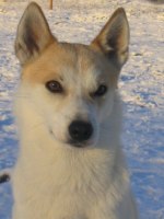 Norrbottenspets OdensalaSkogens Kasper