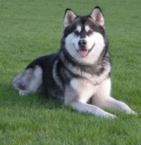 Alaskan Malamute LP1 SnowNanok