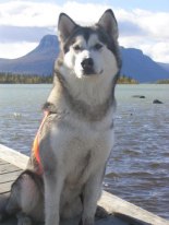 Alaskan Malamute                                    LP1 Silverflocks SnowAkela