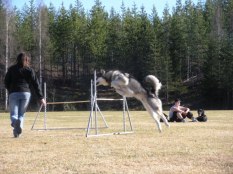 Agility är vi tävlingsklara i...