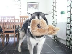 Nanoks favoritnalle..