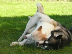 Kasper och Nanok, sommaren 2007
