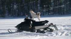 Kasper älskar åka skoter :-)