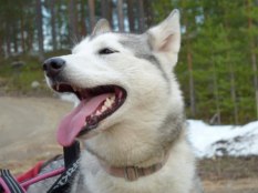 Alaskan Husky Varga